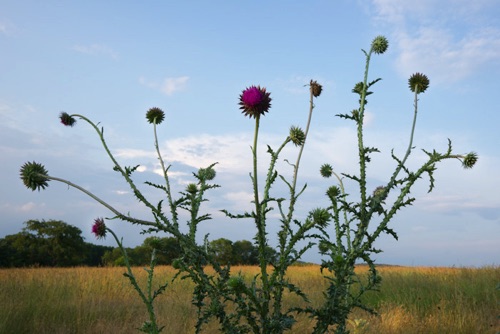 Thistle, Horshoe Bend Preserve, Hunterdon Land Trust, Hunterdon County, NJ 06 11 (SA).jpg